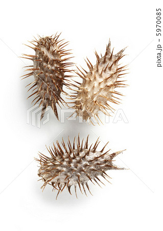 オオオナモミのひっつき虫アップ 5970085