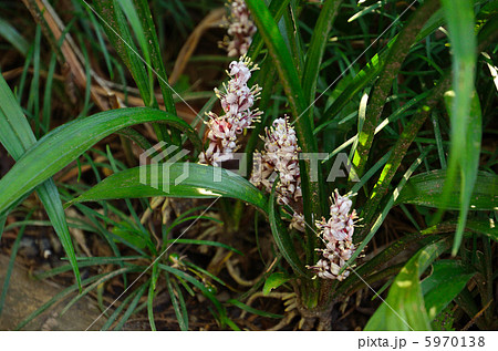 植物・キチジョウソウ ユリ科 植物・キチジョウソウ ユリ科 5970138