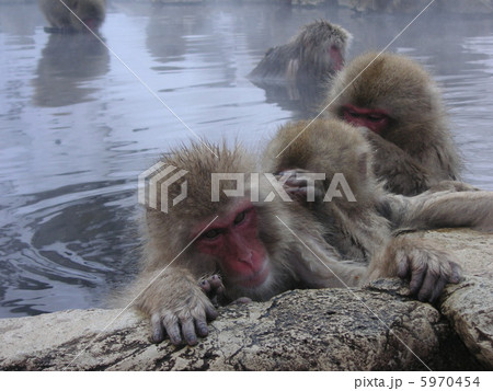 入浴中の日本猿 我慢の限界 入浴中の日本猿 我慢の限界 5970454