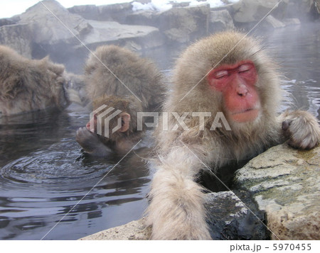入浴中の日本猿　気持ちいい 5970455