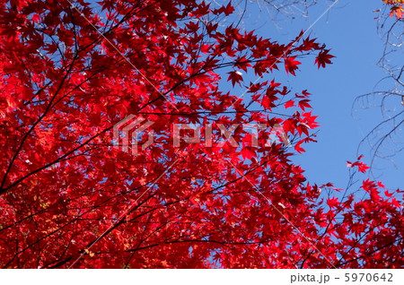 紅葉 5970642