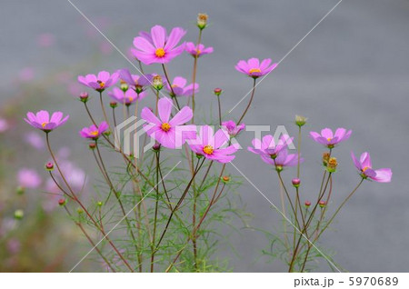 コスモス 5970689