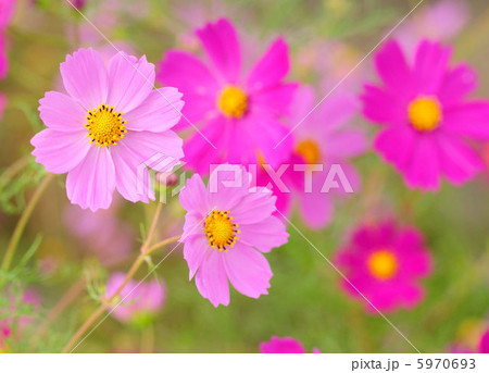 コスモス コスモス 5970693