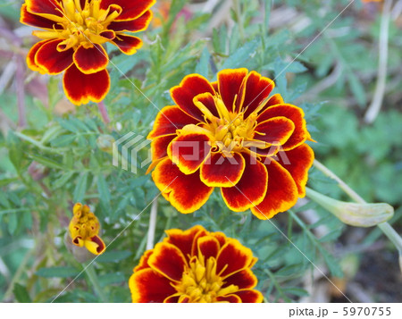 マリーゴールド 5970755