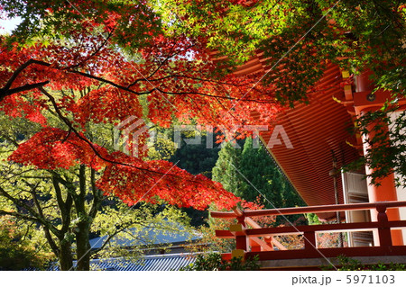 紅葉 5971103
