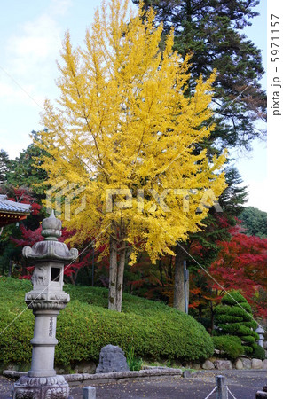 紅葉 5971157