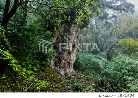 縄文杉 縄文杉 5971404