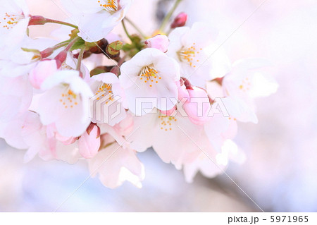 桜の開花イメージ 5971965