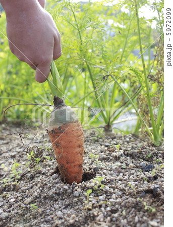 畑のにんじん2 5972099