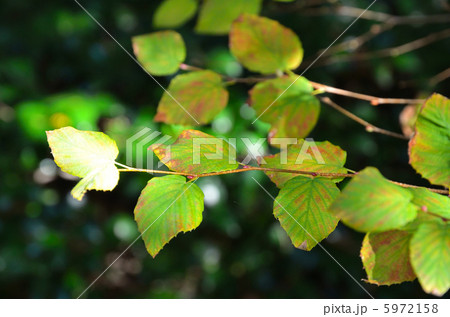 樹木・ヒュウガミズキ　マンサク科 5972158