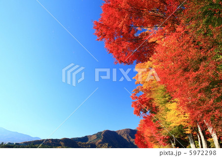 鮮やかなもみじ 鮮やかなもみじ 5972298