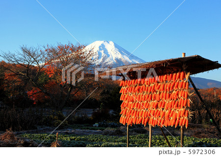 富士山とトウモロコシ 5972306