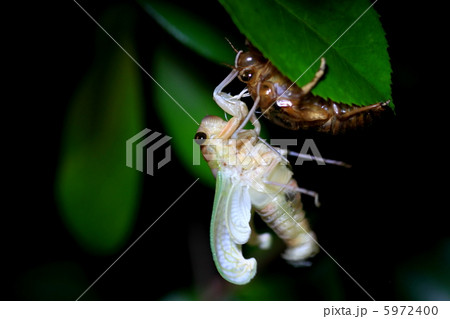 セミの羽化 セミの羽化 5972400