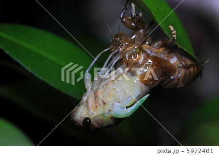 セミの羽化 セミの羽化 5972401