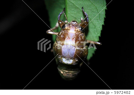 羽化の始まり 羽化の始まり 5972402