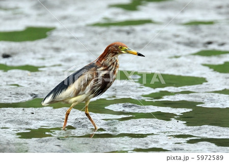 アカガシラサギ 5972589