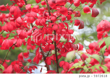 ニシキギの紅葉 5972618