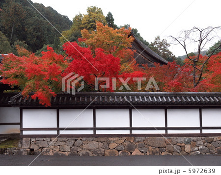 天授庵紅葉 5972639