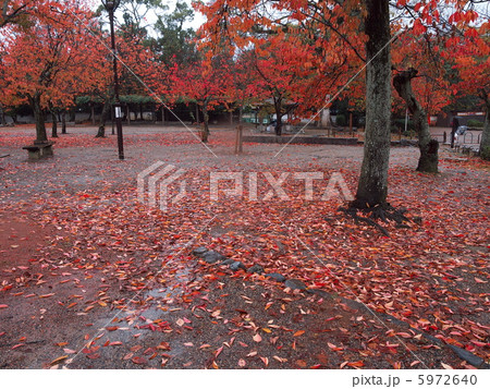 晩秋の円山公園 5972640