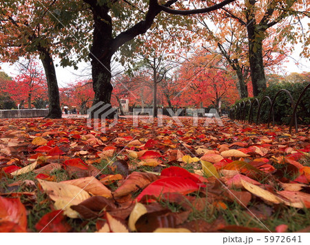 晩秋の円山公園 5972641