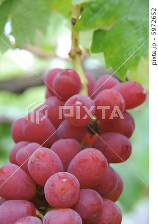 葡萄（かいじ） 5972652