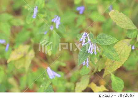 秋丁子の花 5972667