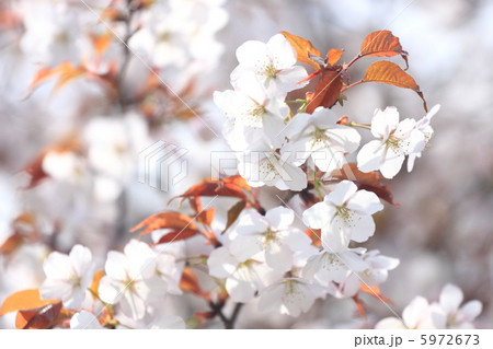 ヤマザクラ 5972673