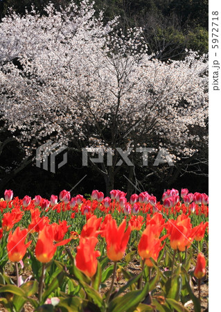 桜とチューリップ 5972718