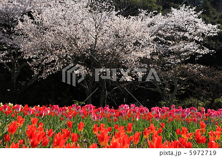 桜とチューリップ 桜とチューリップ 5972719