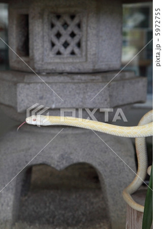 岩国の白蛇神社の写真素材