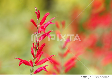 サルビア コッキネア サルビア コッキネア 5972862
