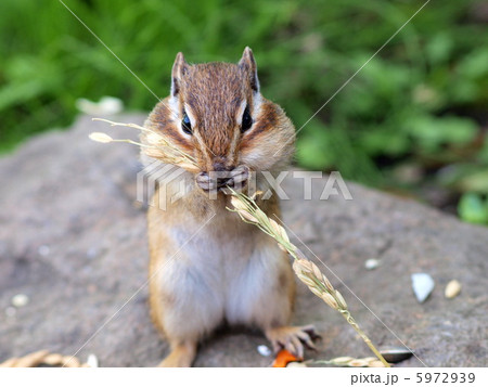 エゾシマリス 5972939