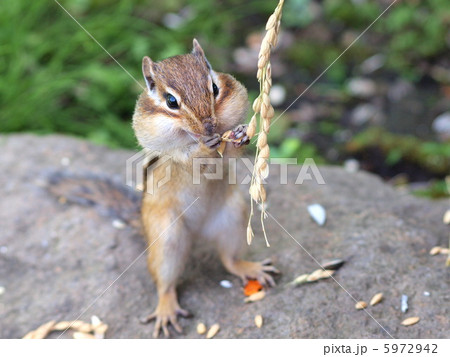 エゾシマリス 5972942