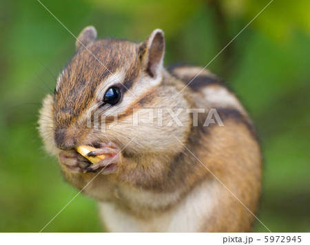 エゾシマリス エゾシマリス 5972945