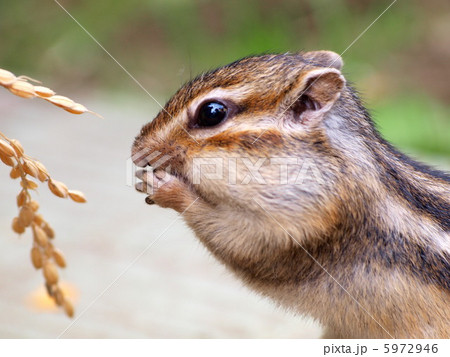 エゾシマリス 5972946