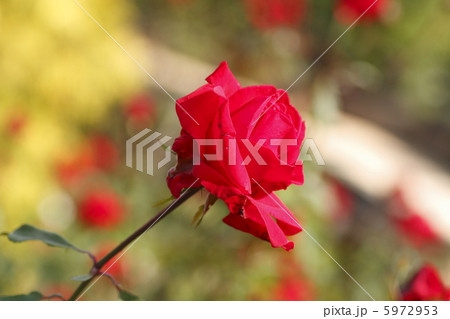 バラ　ロブロイ 5972953