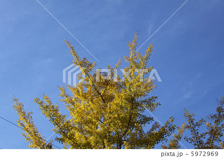 日本昭和村の銀杏 5972969