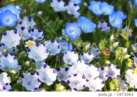 ネモフィラ 5973063