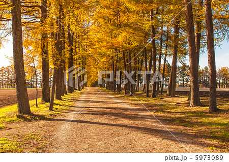 信州カラ松の紅葉の並木道 信州カラ松の紅葉の並木道 5973089