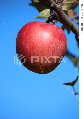 収穫期を迎えたりんご 5973196