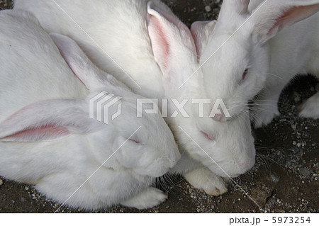 ジャンボうさぎ 5973254