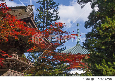 根本大塔と紅葉 根本大塔と紅葉 5973296