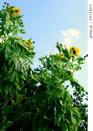 屋根より高い皇帝ヒマワリ 5973854