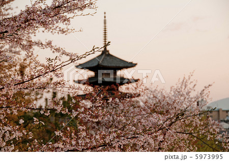 八坂の塔と桜 八坂の塔と桜 5973995