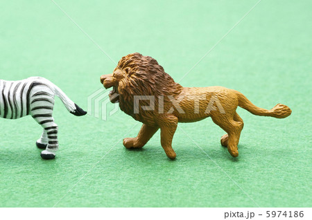 シマウマを狙うライオンの写真素材