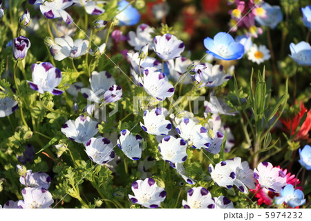 ネモフィラ 5974232