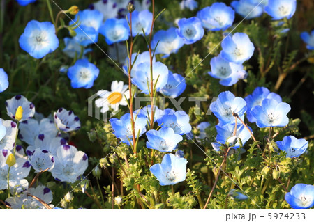 ネモフィラ 5974233