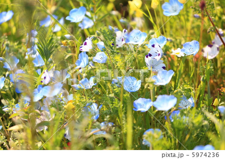 ネモフィラ ネモフィラ 5974236