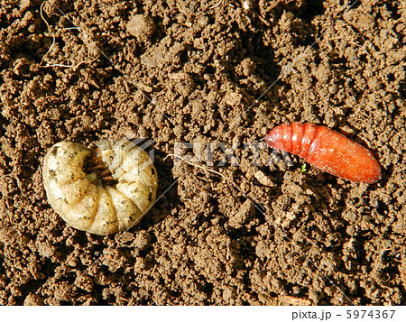 ヨトウムシの幼虫とサナギ ヨトウムシの幼虫とサナギ 5974367