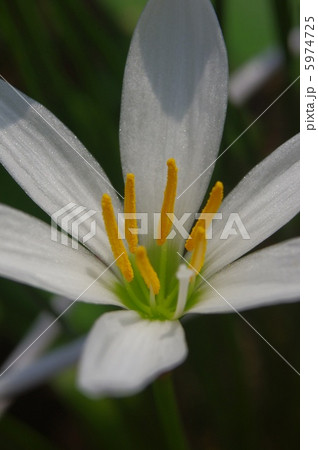 タマスダレ 5974725